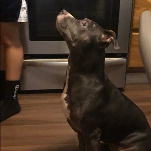 Meet your Posher, Lucas